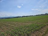 Rossfeld (276)